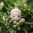 Rubens EcoBuds Aspen Puppe 35cm - rubens barn 30161300