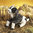 Folkmanis Handpuppe Ziege - goat 48cm 2520 -FM42